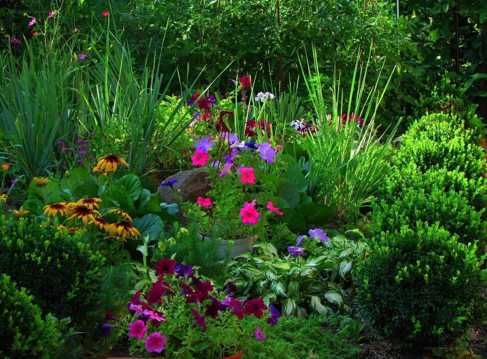 Colorful garden with flowers