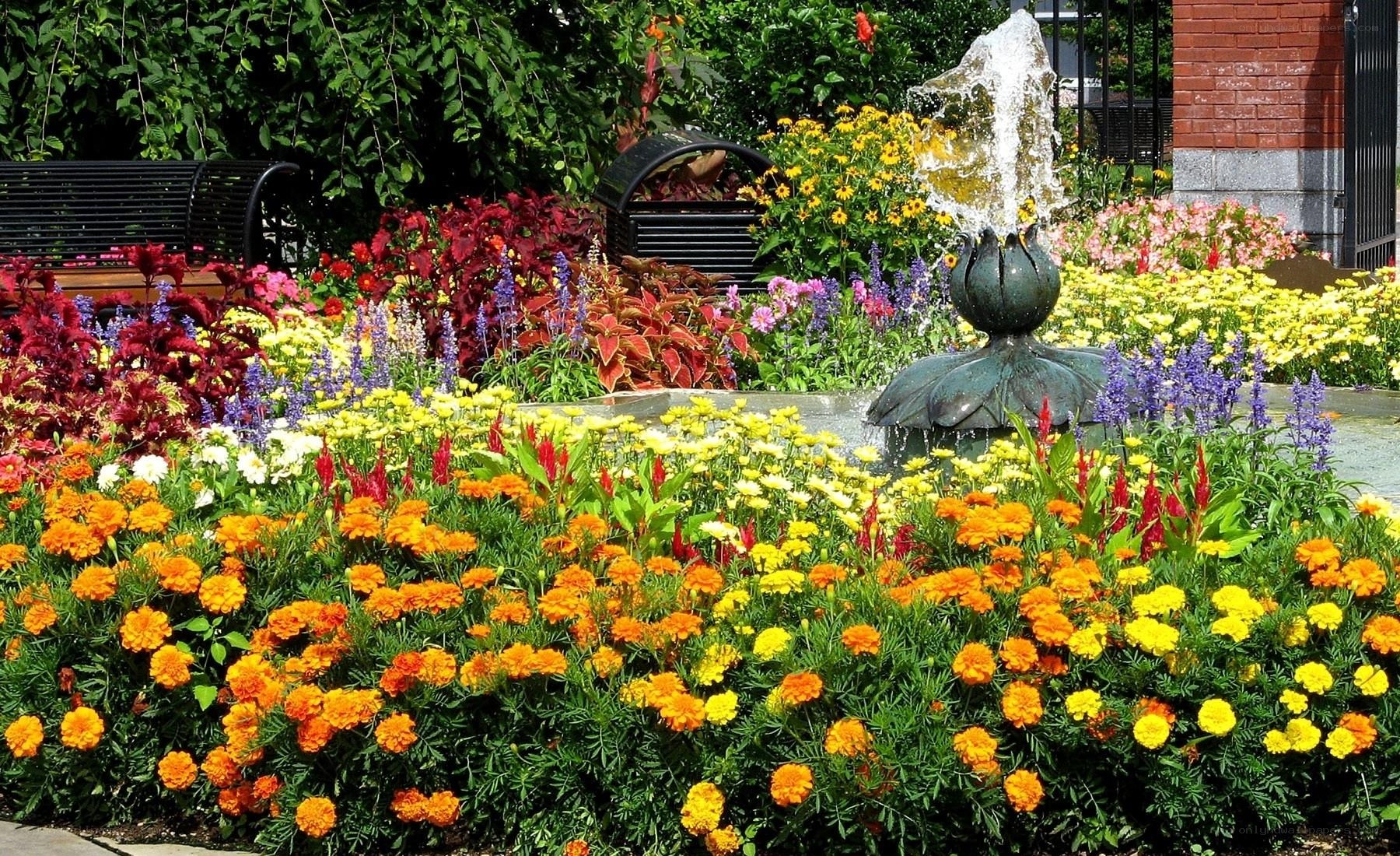 Colorful garden with fountain
