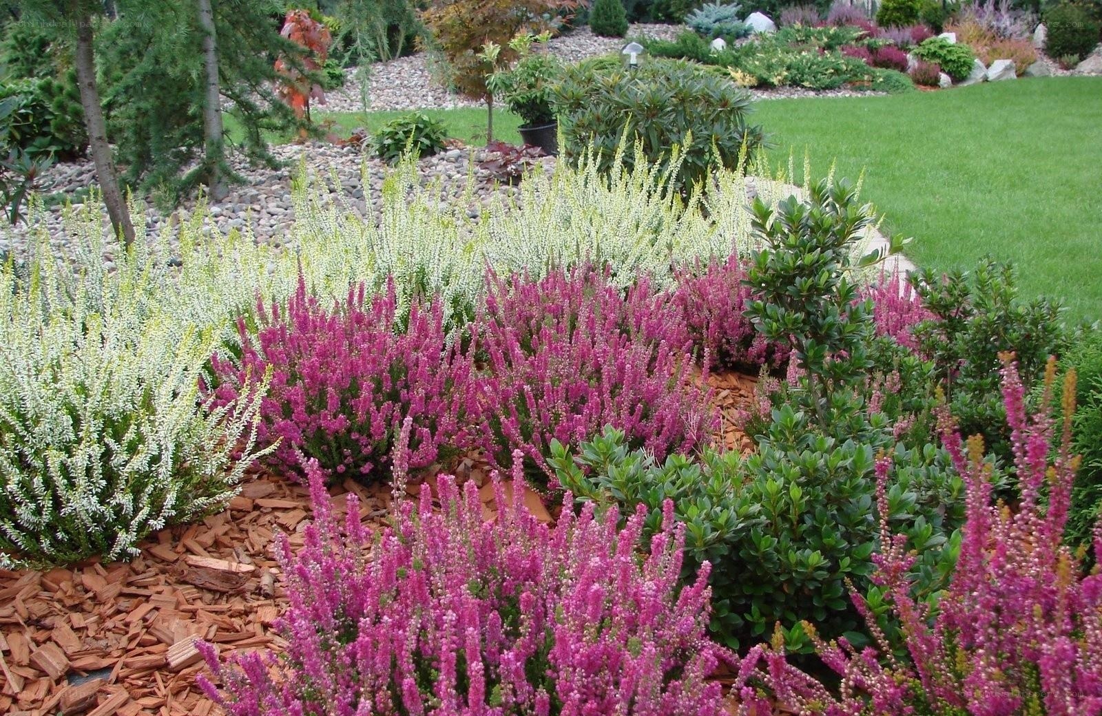 colorful garden with heather