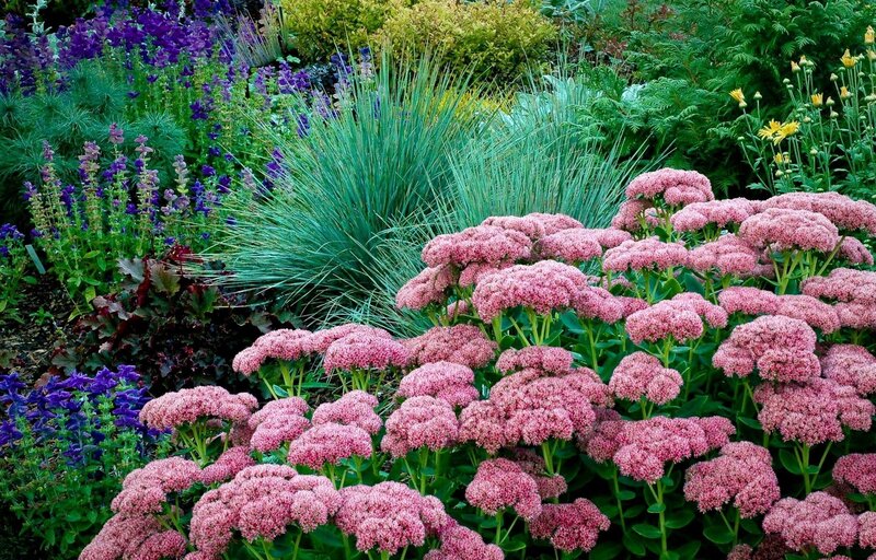 Colorful garden with pink and purple flowers