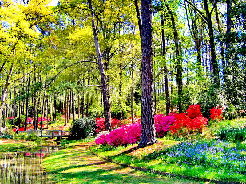 Colorful Garden with Pond — Green, Serene