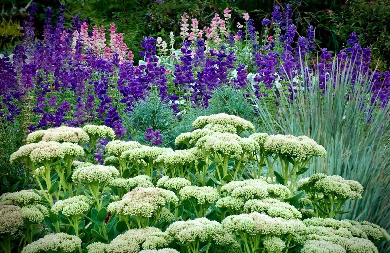 Colorful garden with purple and white flowers