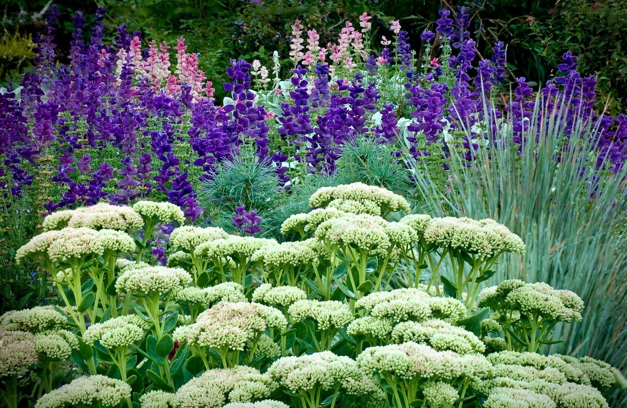 Colorful garden with purple and white flowers