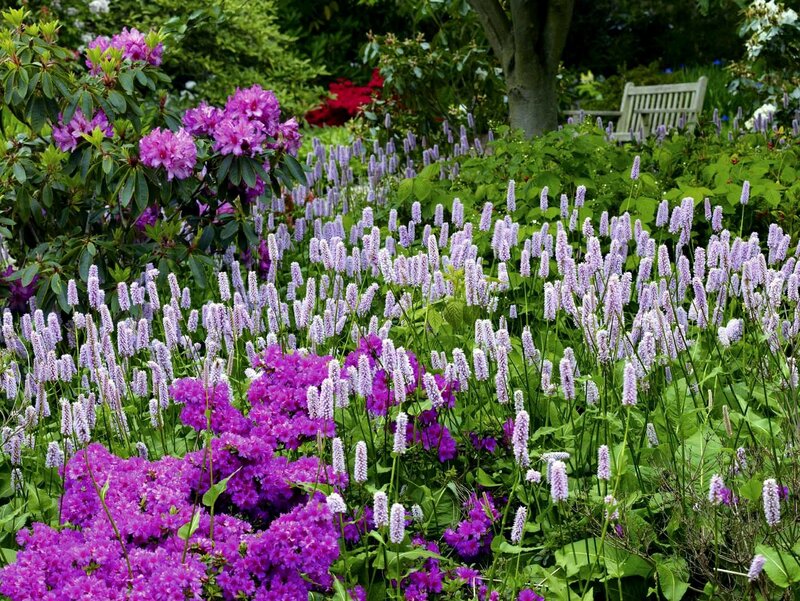 Colorful garden with purple flowers