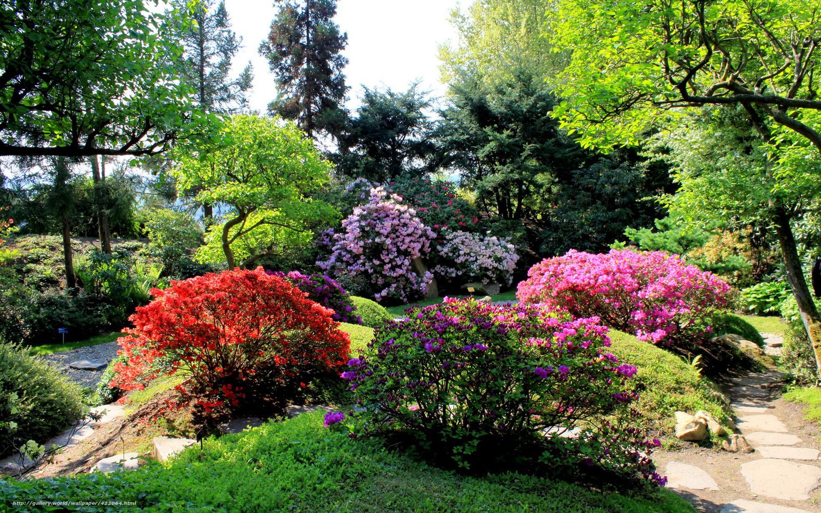 Colorful garden with rhododendrons