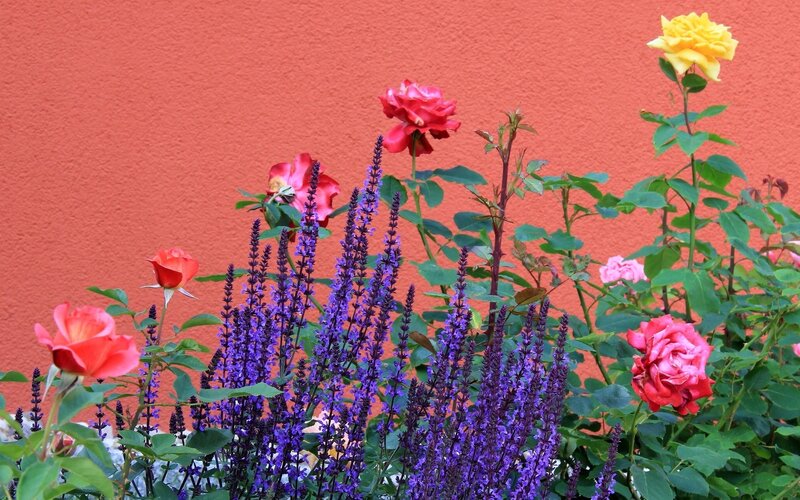 Colorful garden with roses and salvia