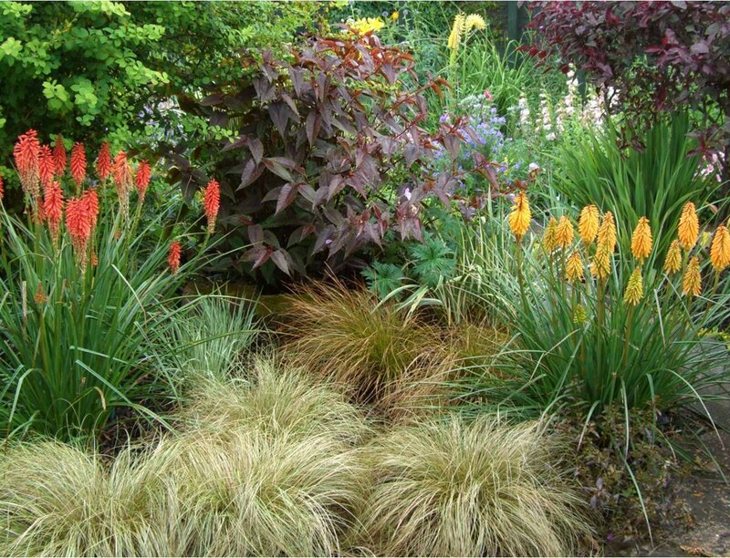 colorful garden with torch lilies