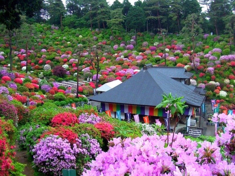 colorful garden with traditional building