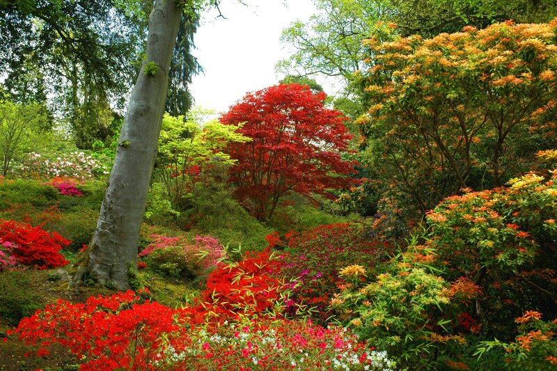 Colorful Garden with Trees — Red