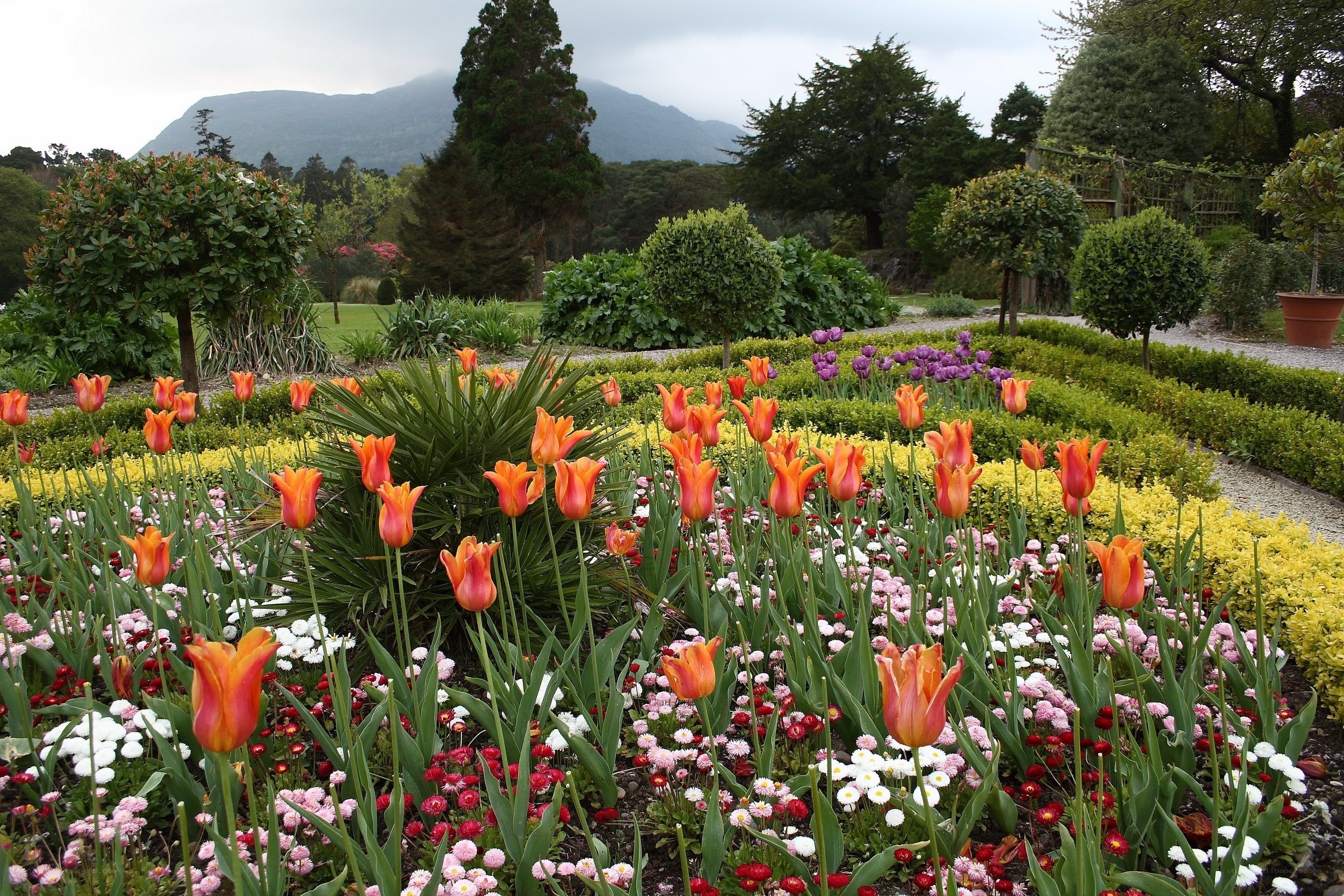 Colorful garden with tulips