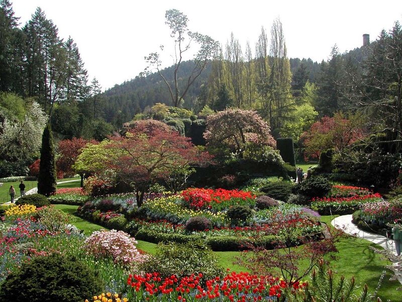 colorful garden with tulips