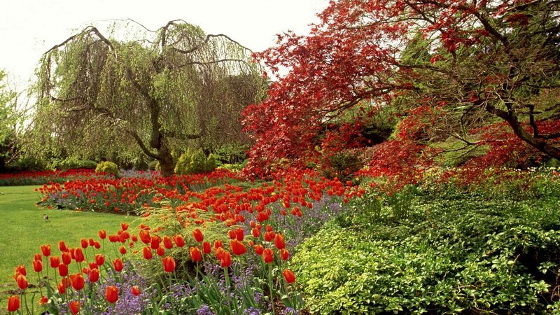 Colorful garden with tulips and trees
