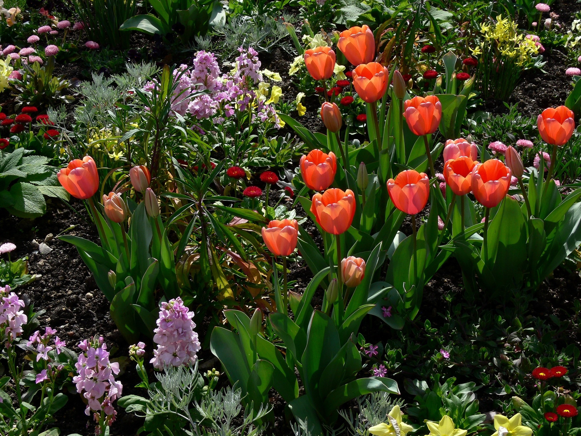 Colorful garden with tulips