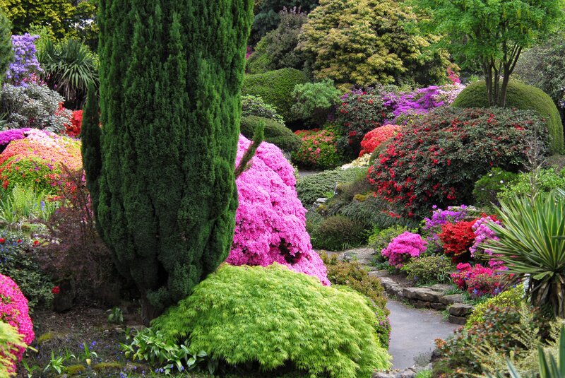 Colorful garden with vibrant flowers