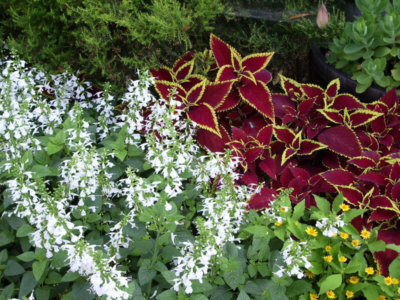 colorful garden with white and red plants