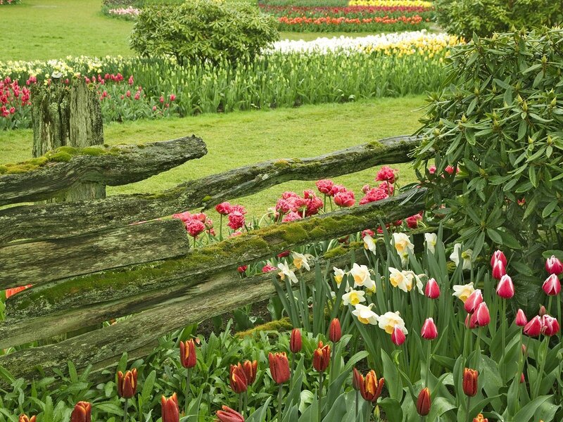 Colorful garden with wooden fence
