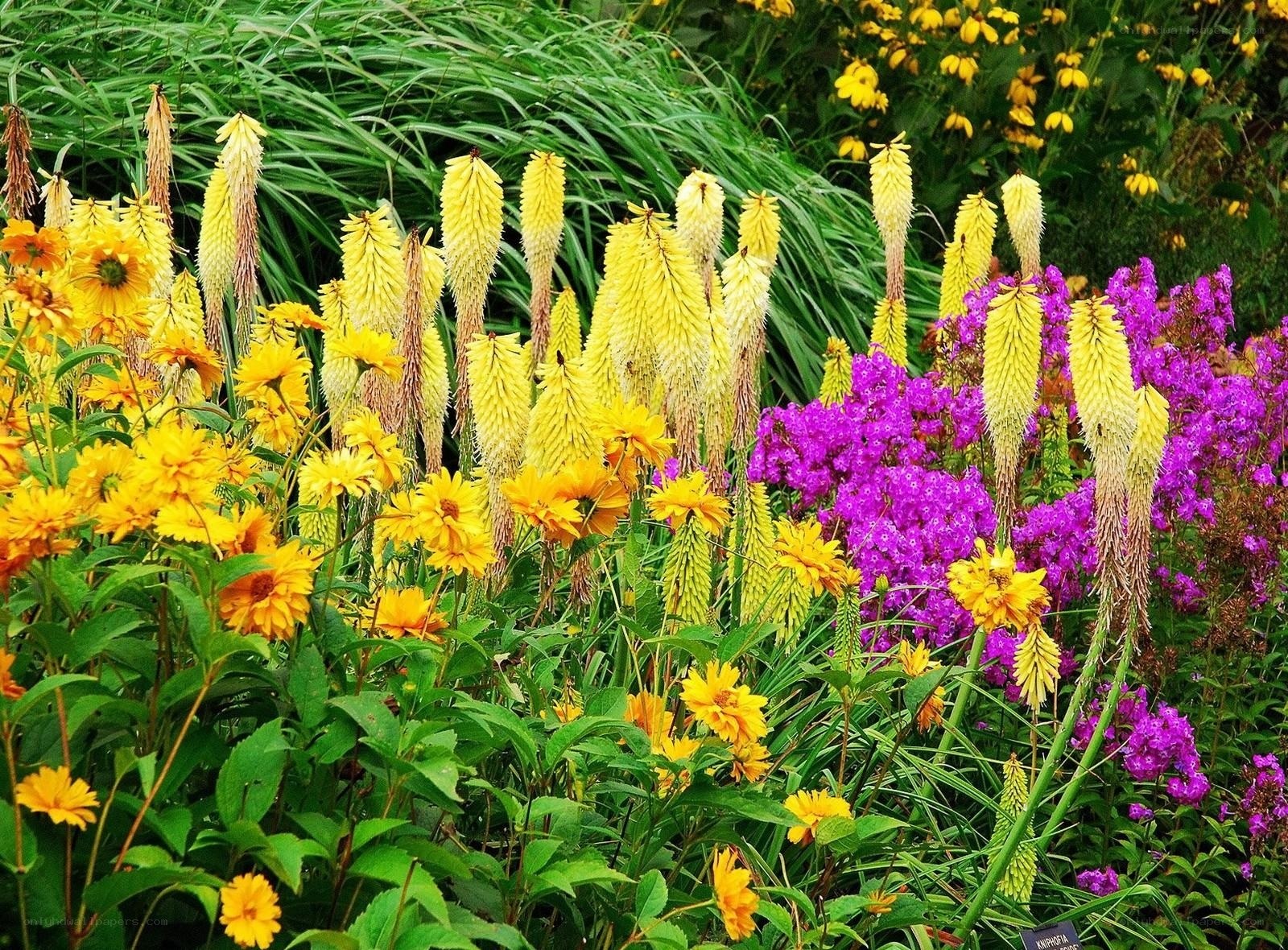 Colorful garden with yellow and purple flowers