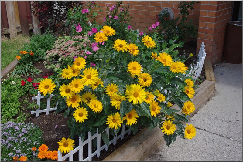 colorful garden with yellow flowers