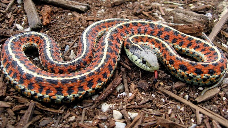 colorful garter snake coiled on ground