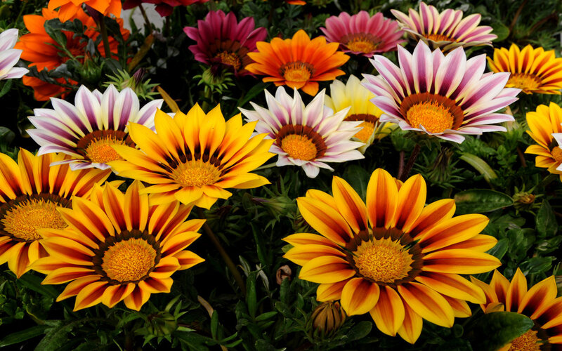 Colorful Gazania Flowers — Yellow