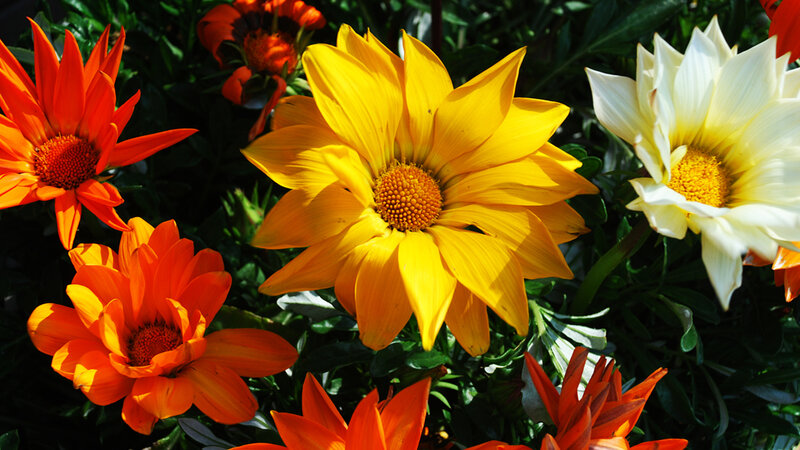 Colorful Gazania Flowers — Yellow, Vibrant, Afternoon