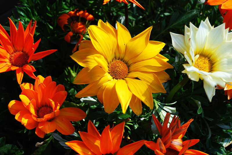 Colorful Gazania Flowers — Yellow, Vibrant
