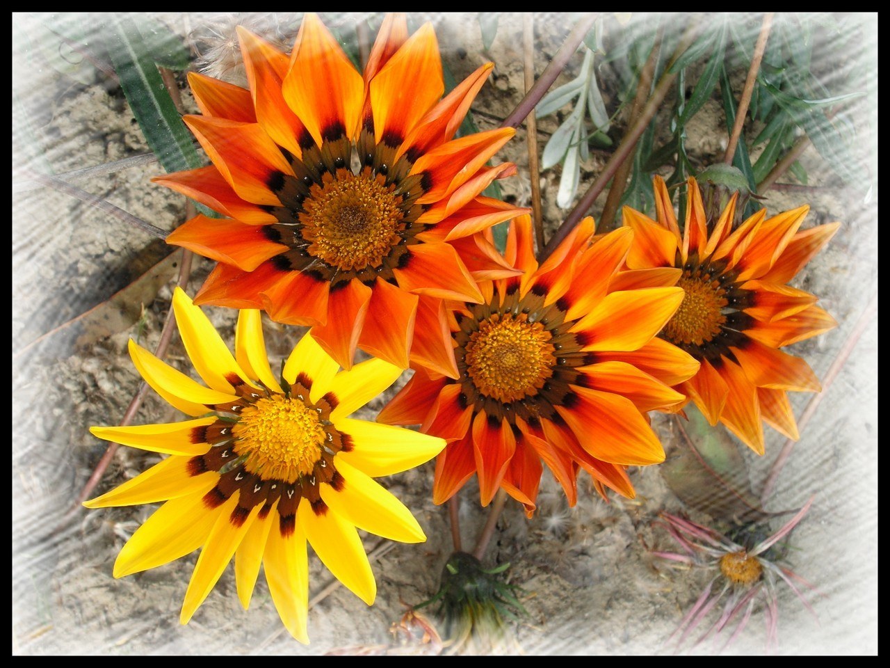 Colorful Gazania Flowers