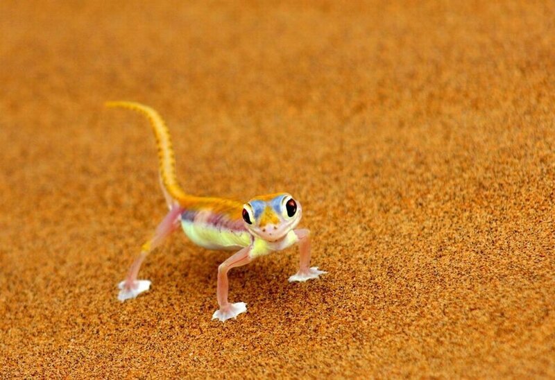 Colorful Gecko on Sand