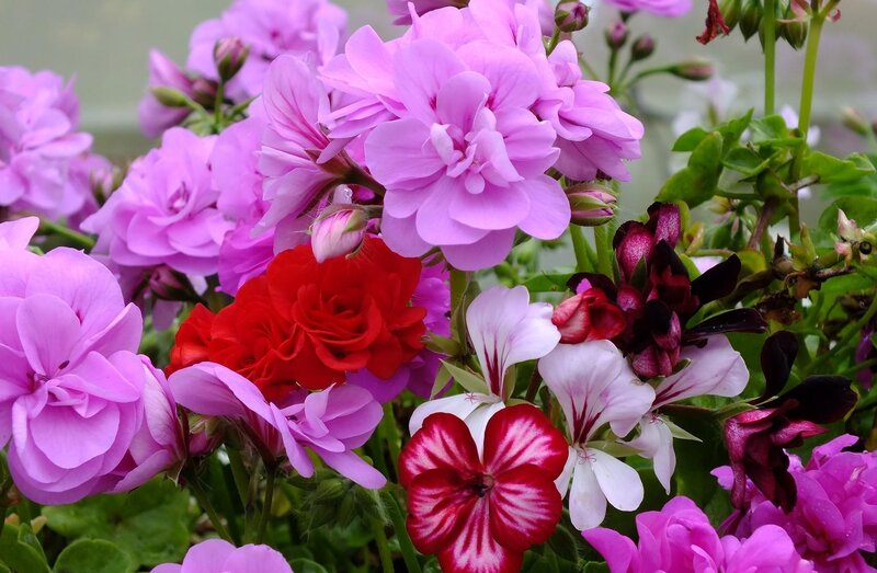 Colorful geranium flowers