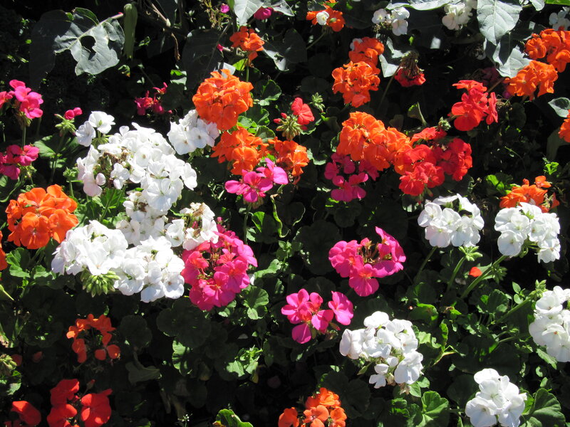 Colorful Geranium Flowers — White