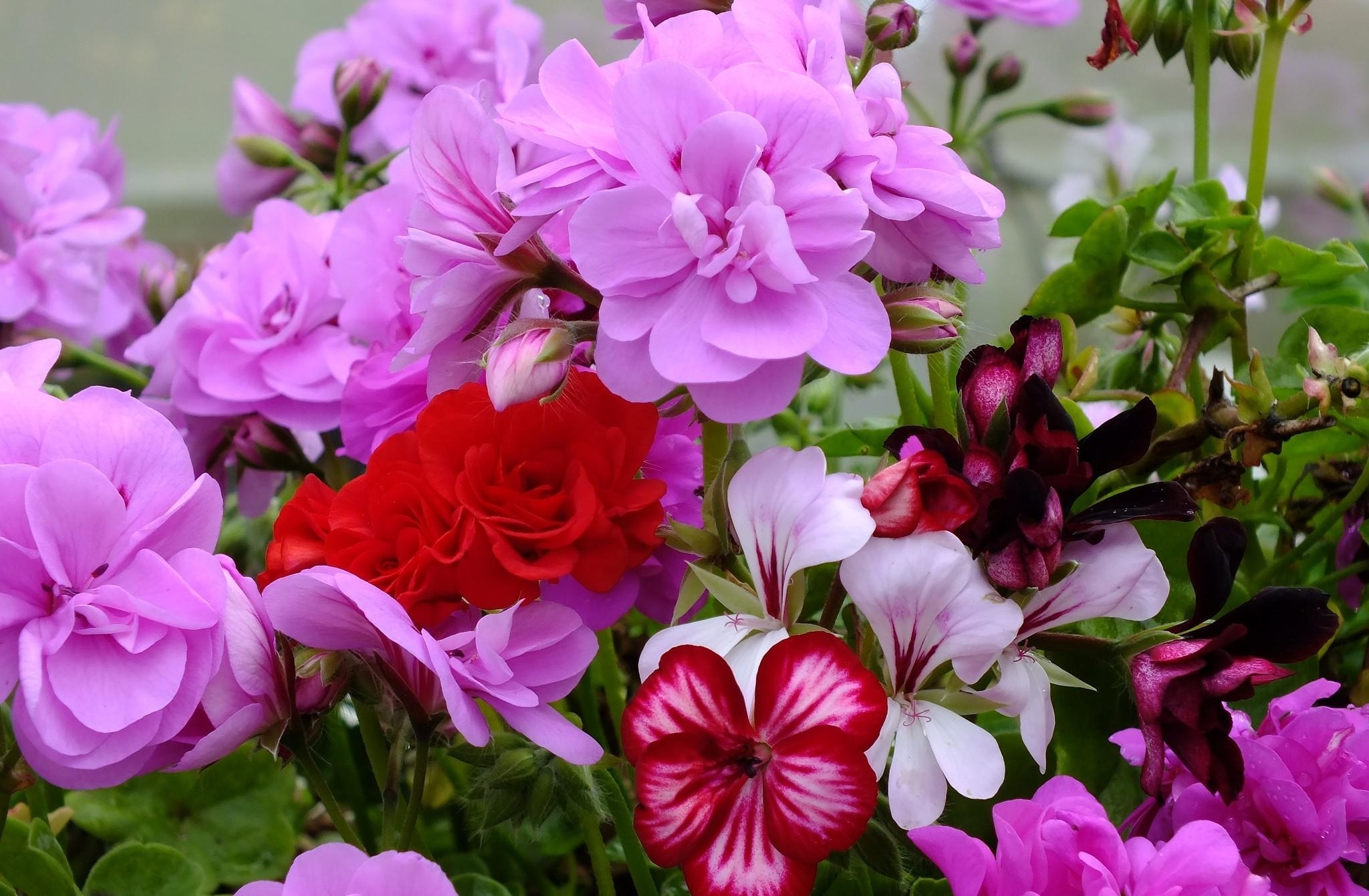 Colorful geranium flowers