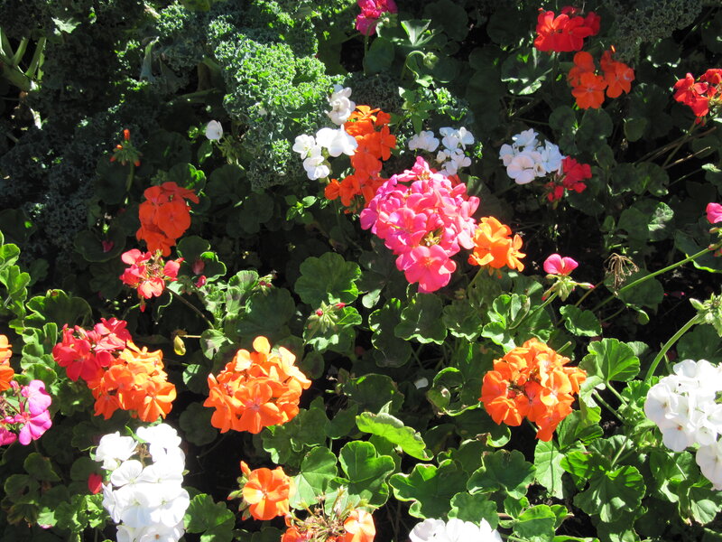 Colorful Geraniums in Garden — Pink