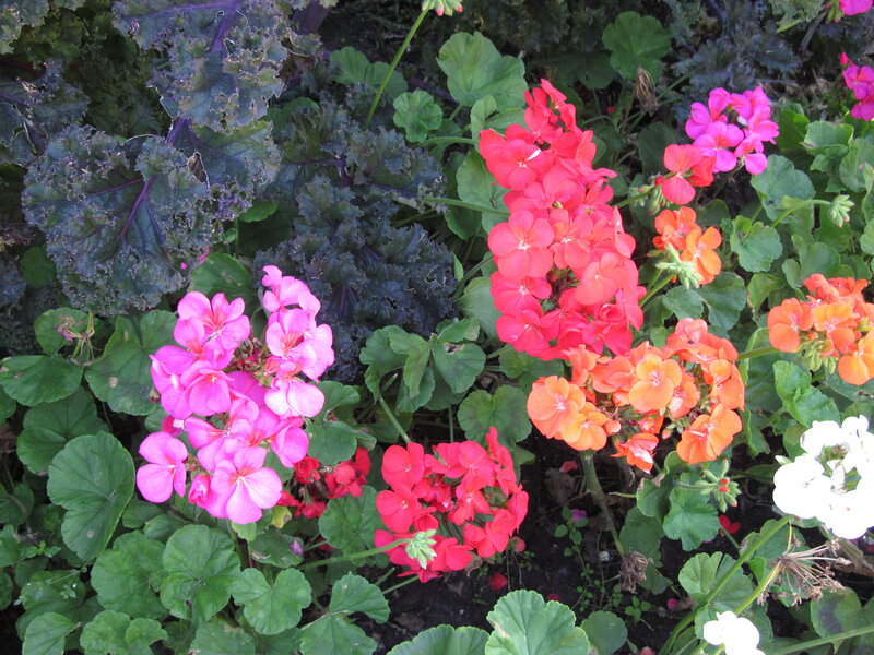 Colorful Geraniums in Garden