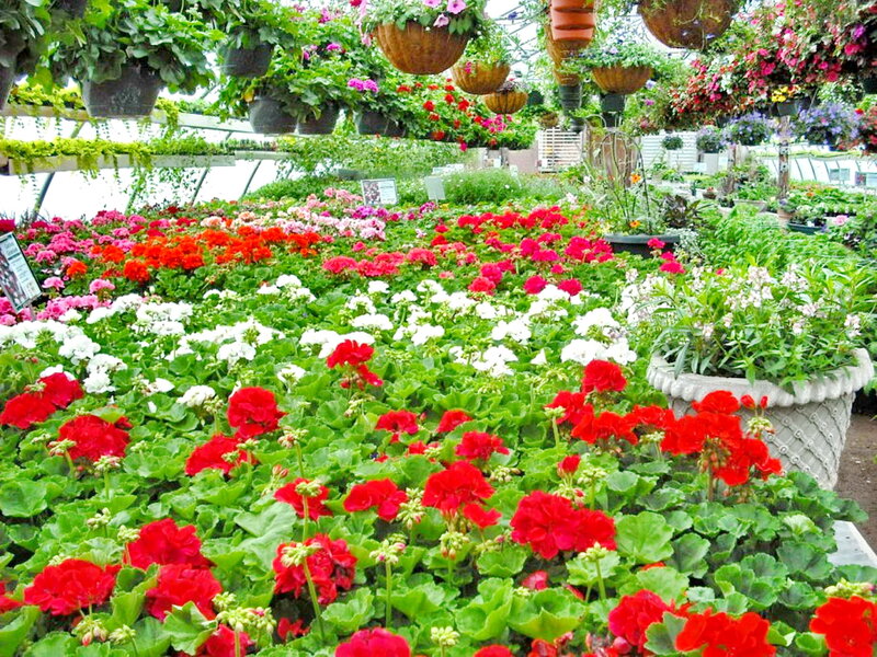 Colorful Geraniums in Greenhouse
