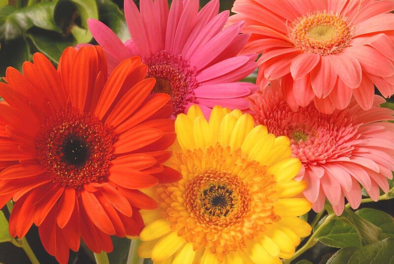 Colorful gerbera daisies