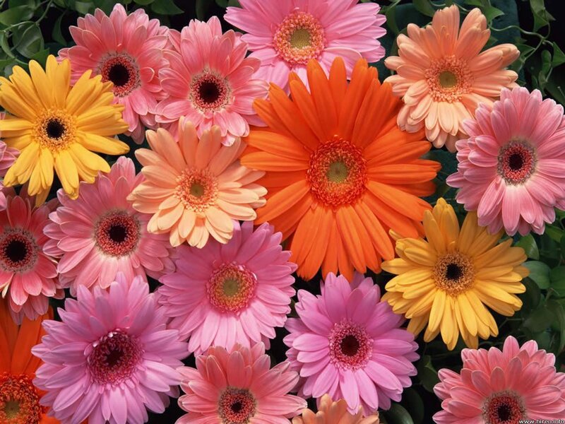 Colorful gerbera daisies