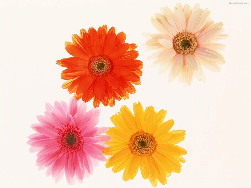 Colorful gerbera daisies
