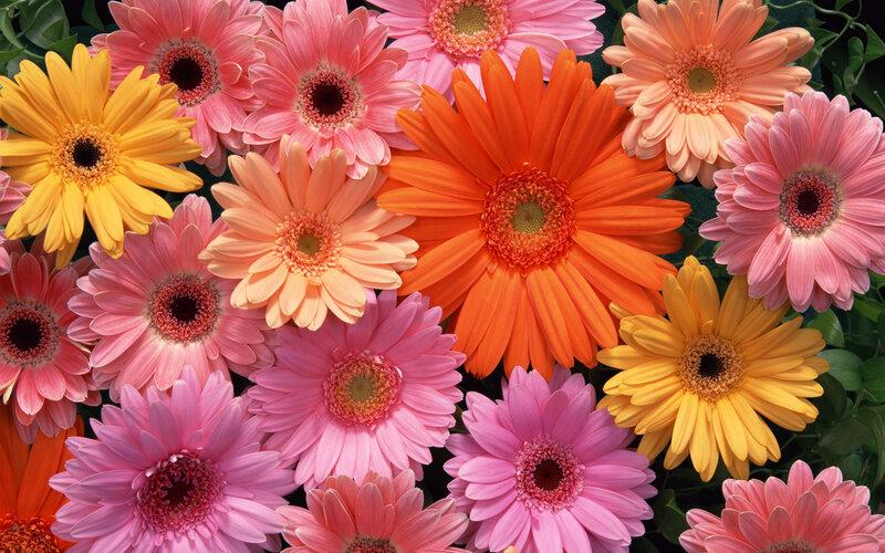 Colorful gerbera daisies