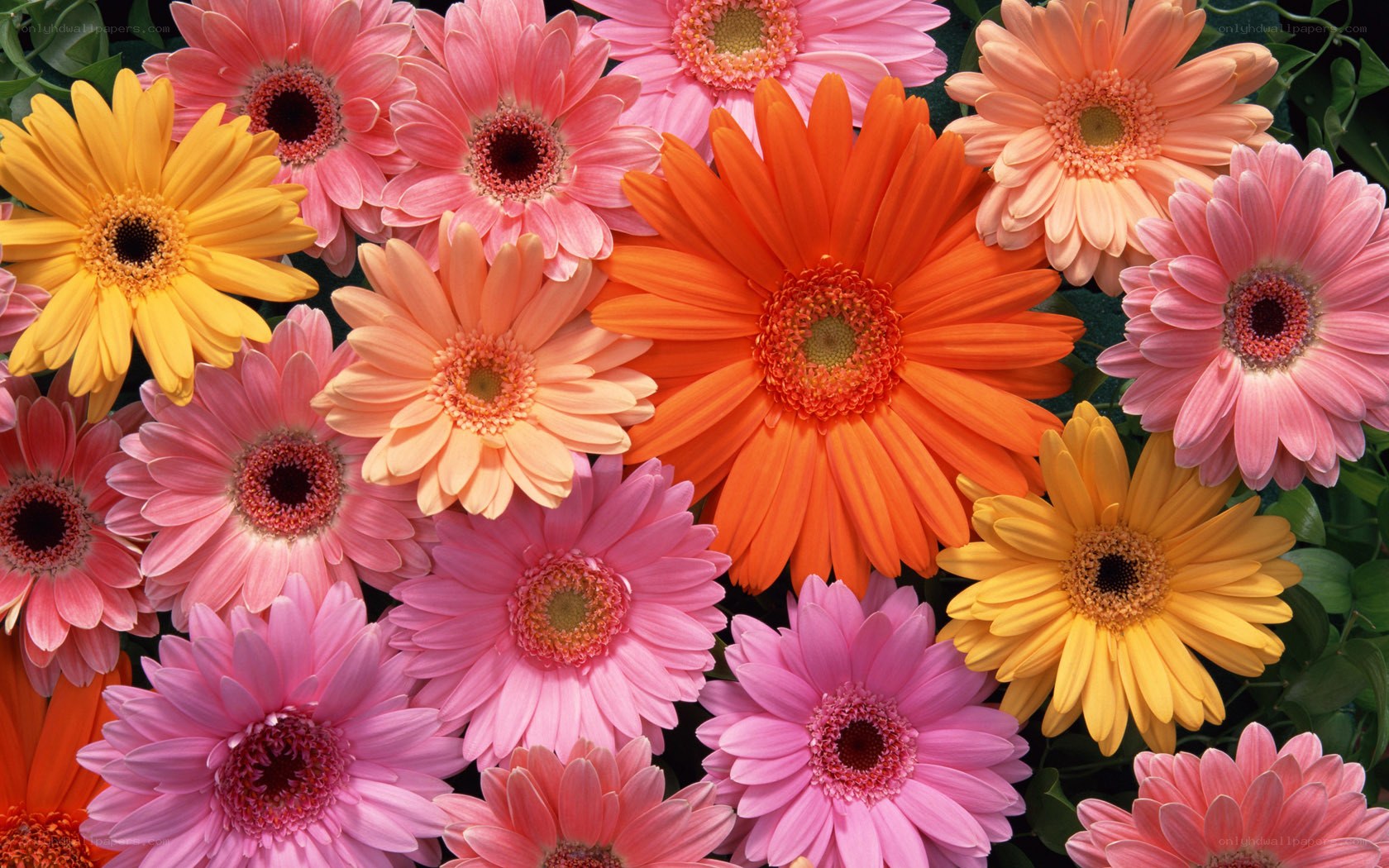 Colorful gerbera daisies
