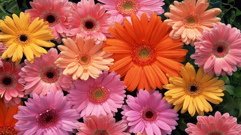Colorful gerbera daisies