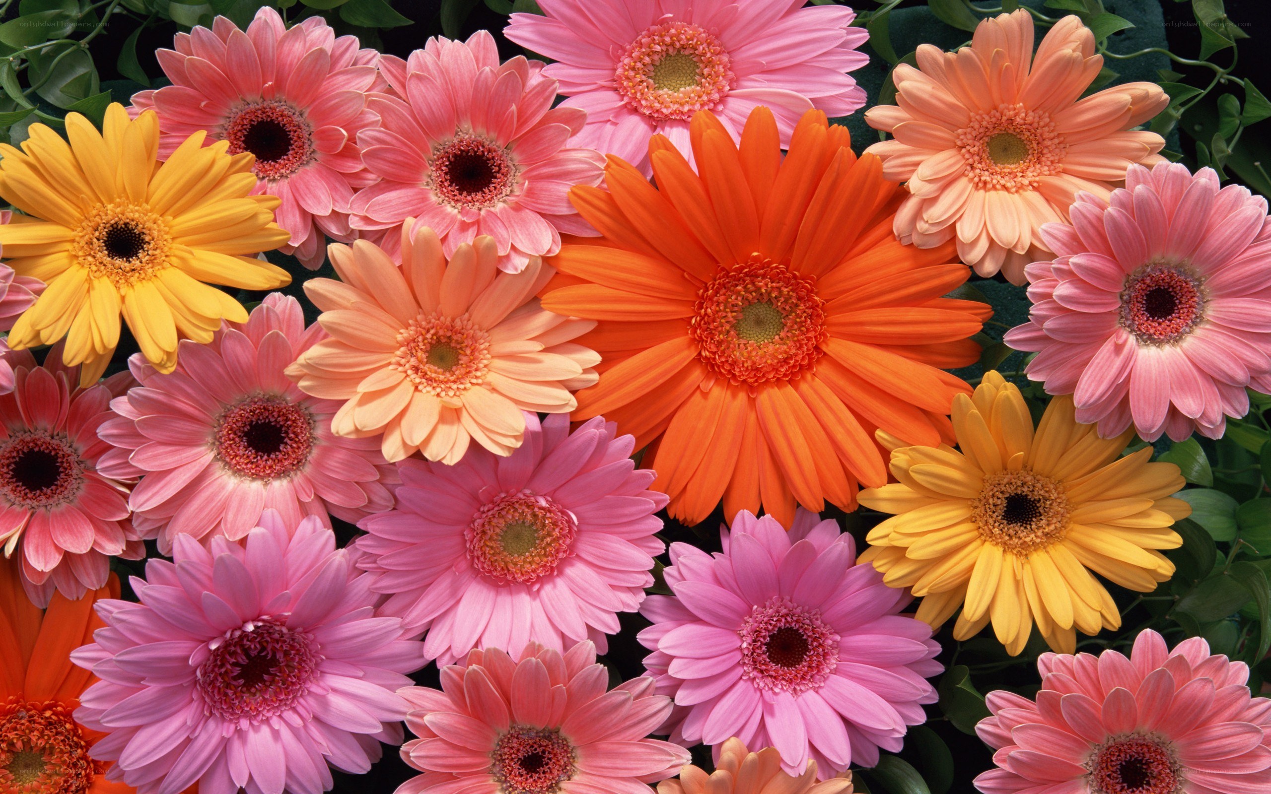 Colorful gerbera daisies