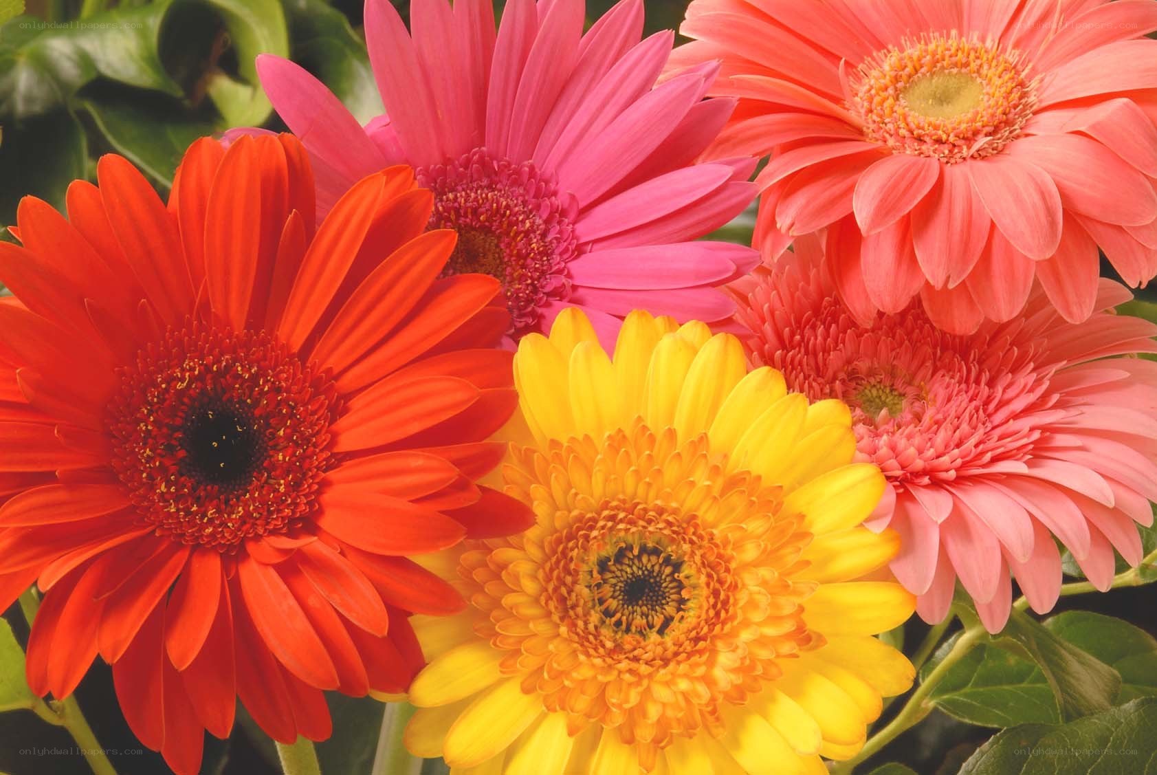 Colorful gerbera daisies