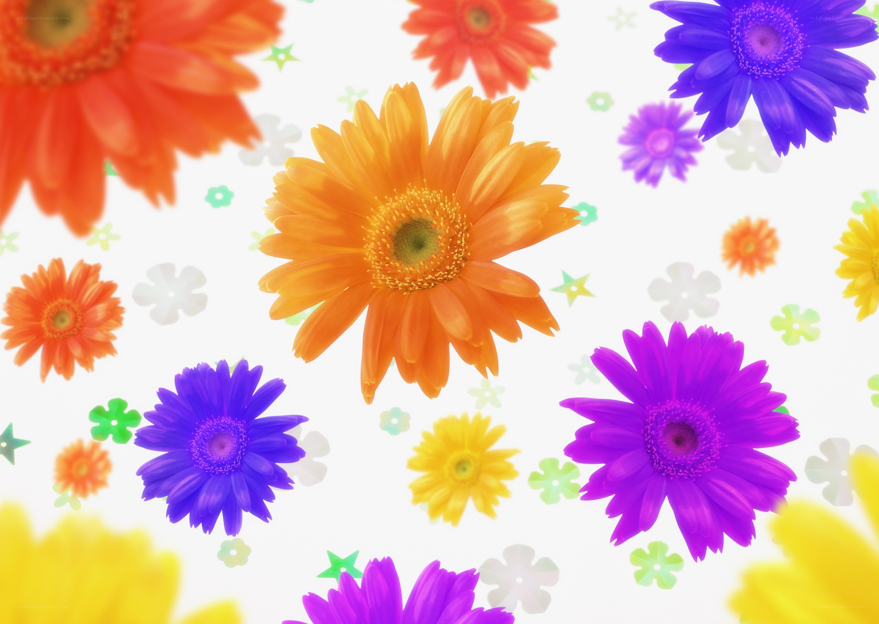 Colorful gerbera daisies