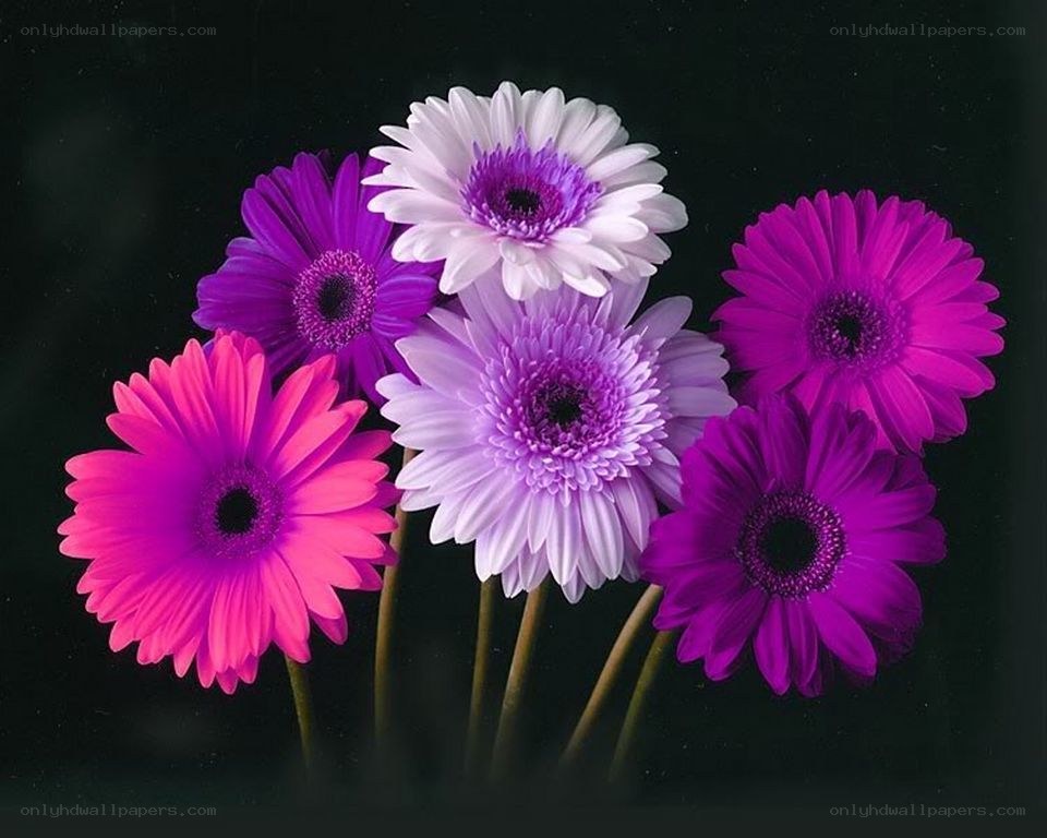 Colorful gerbera daisies