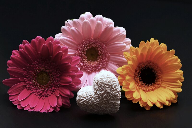Colorful gerbera daisies and heart