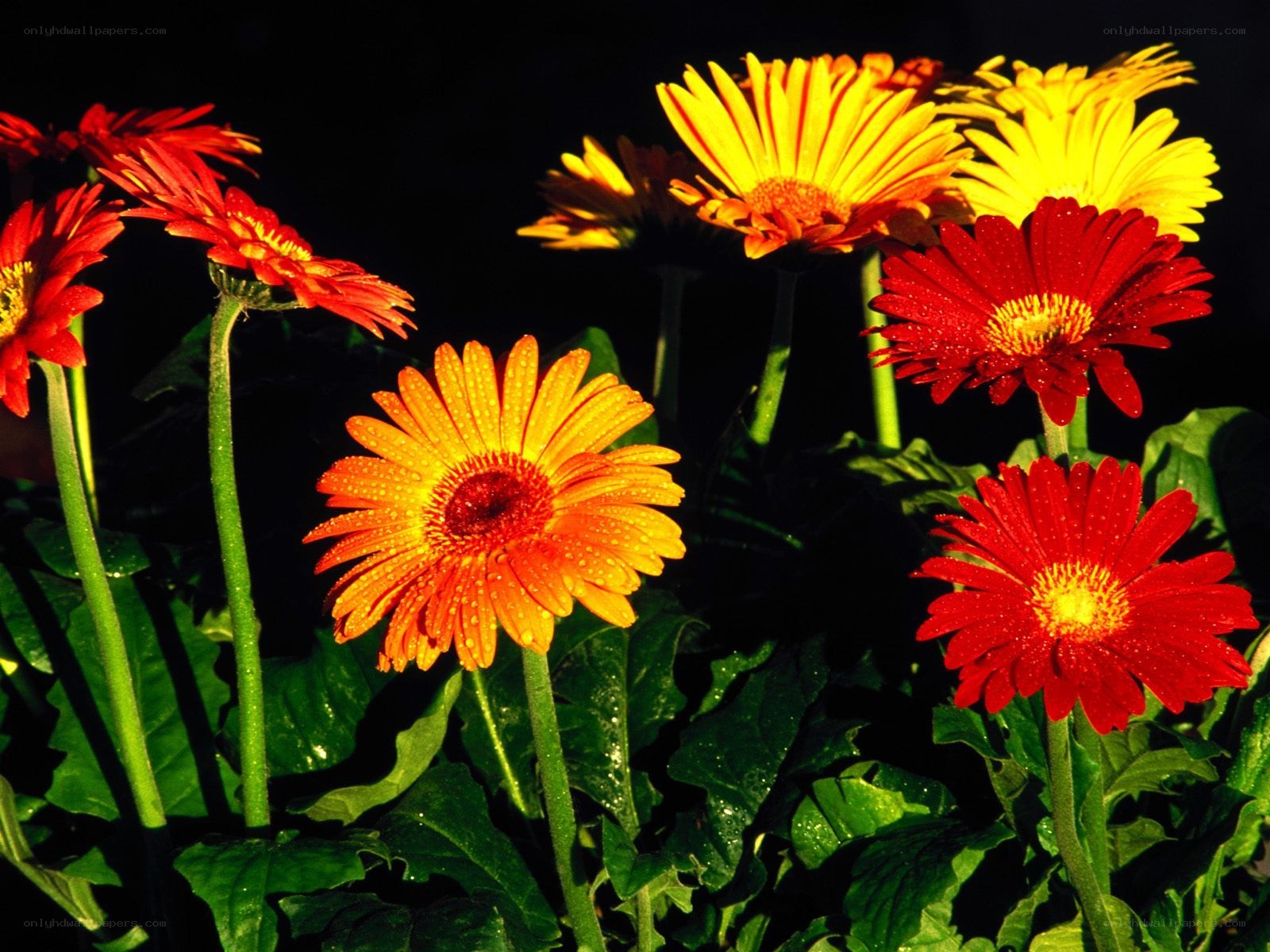 Colorful gerbera daisies at night