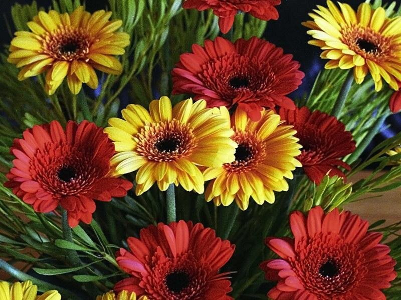Colorful gerbera daisies bouquet