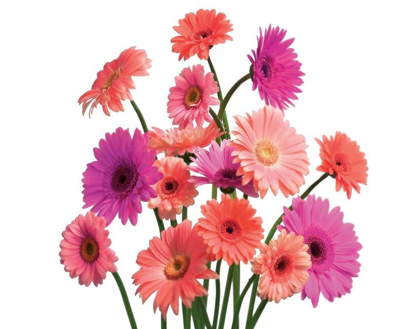 Colorful gerbera daisies bouquet