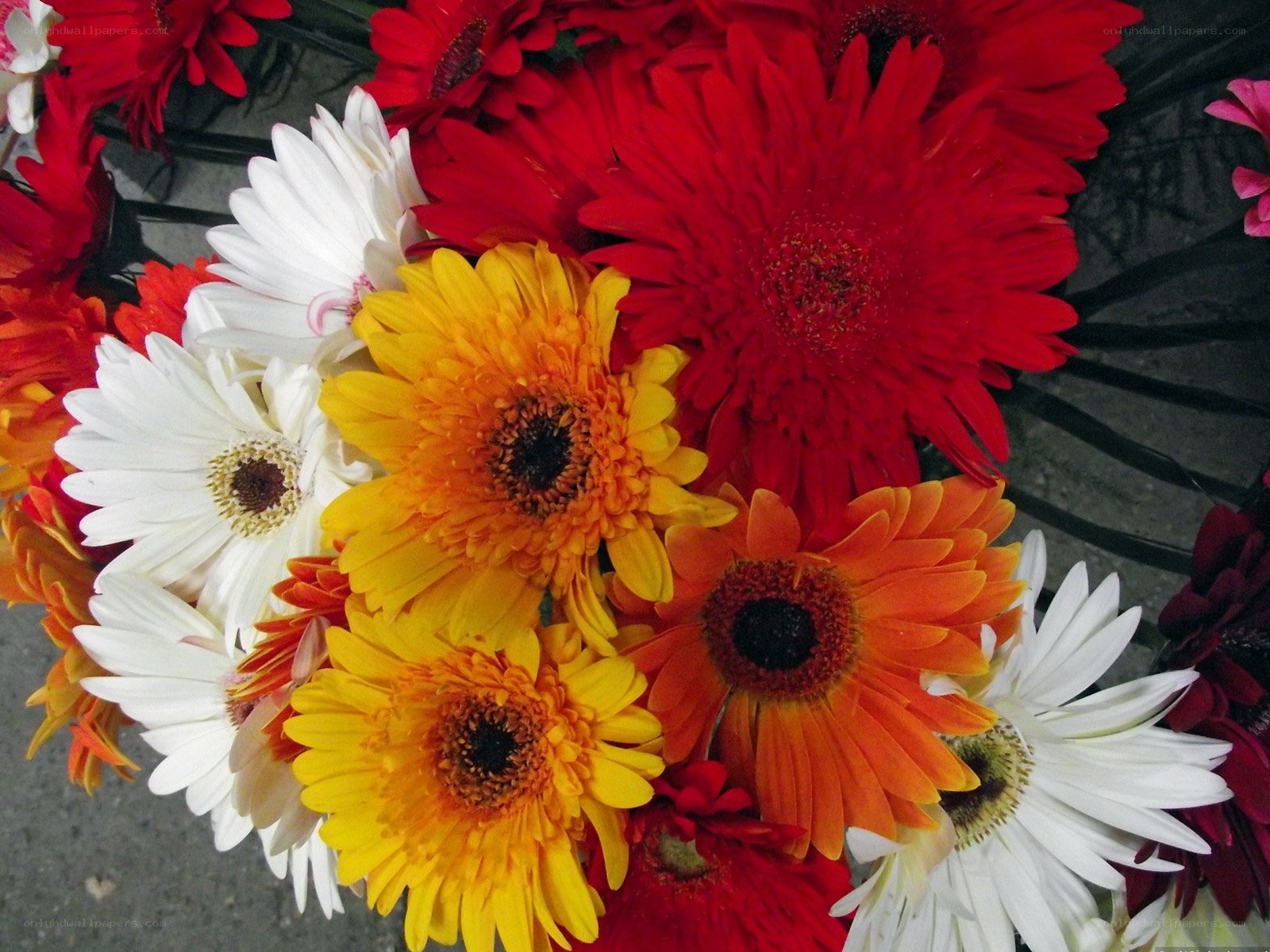 Colorful gerbera daisies bouquet