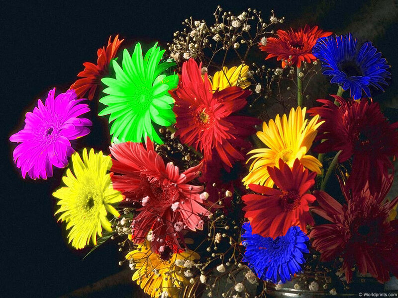 Colorful Gerbera Daisies — Green, Vibrant, Photograph